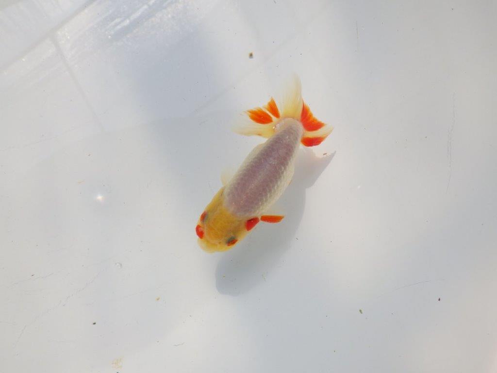 白に赤のポイントが映えるらんちゅう　明け二歳魚　 　約11ｃｍ　オス【管理魚】