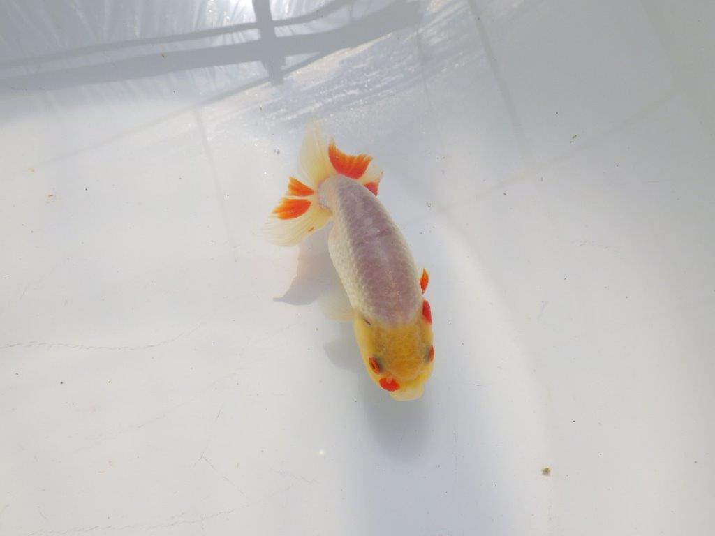 白に赤のポイントが映えるらんちゅう　明け二歳魚　 　約11ｃｍ　オス【管理魚】