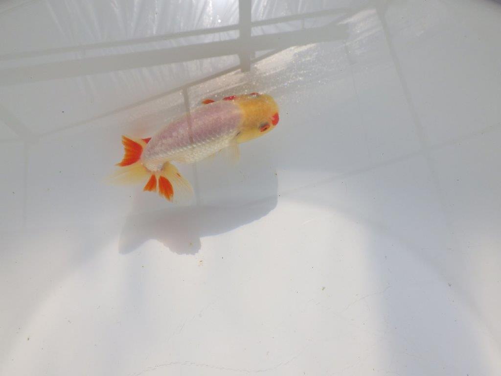 白に赤のポイントが映えるらんちゅう　明け二歳魚　 　約11ｃｍ　オス【管理魚】