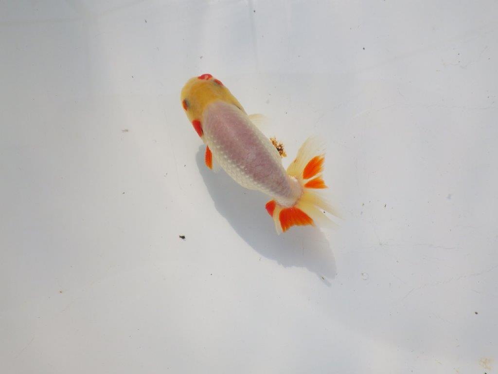 白に赤のポイントが映えるらんちゅう　明け二歳魚　 　約11ｃｍ　オス【管理魚】
