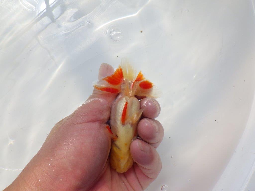 白に赤のポイントが映えるらんちゅう　明け二歳魚　 　約11ｃｍ　オス【管理魚】