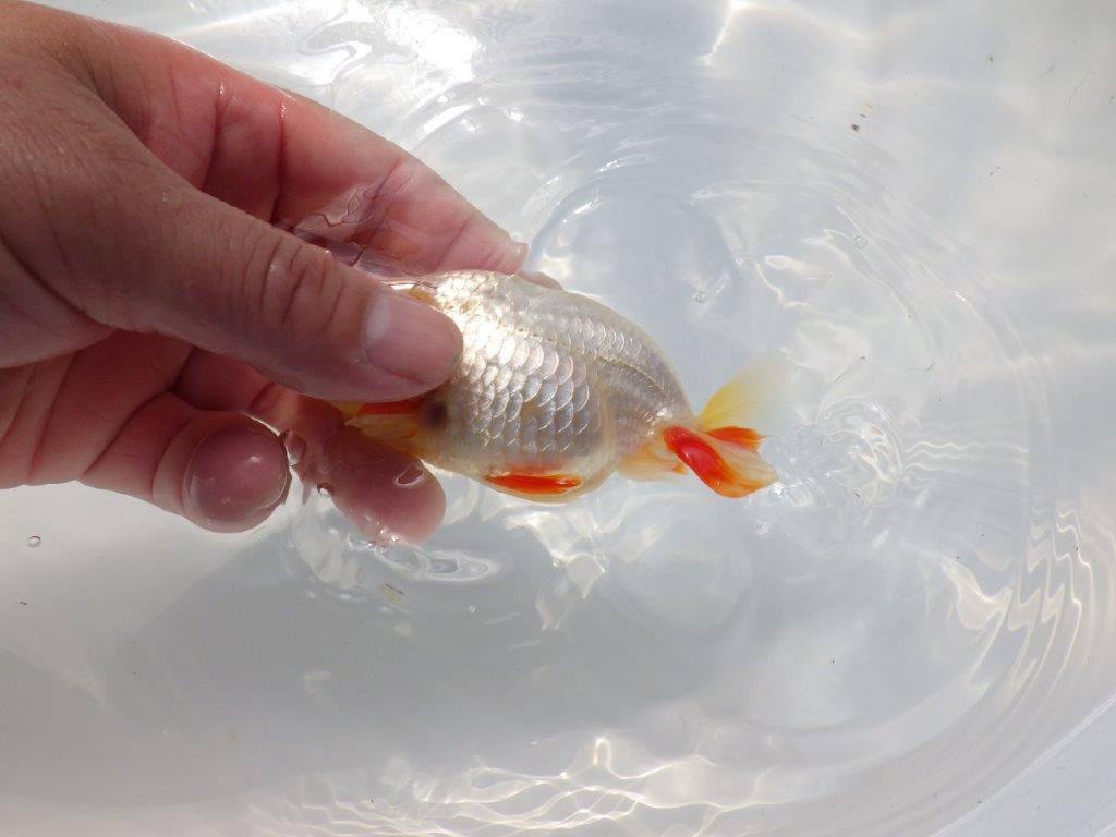 白に赤のポイントが映えるらんちゅう　明け二歳魚　 　約11ｃｍ　オス【管理魚】