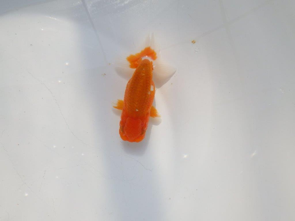 尾張りの良いらんちゅう　明け二歳魚　 　約11ｃｍ　オス【管理魚】の上身