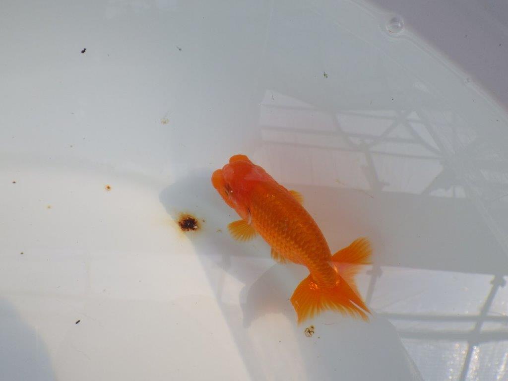 背なりも綺麗、尾型も良いらんちゅう　明け二歳魚　 　約10ｃｍ　オス【管理魚】