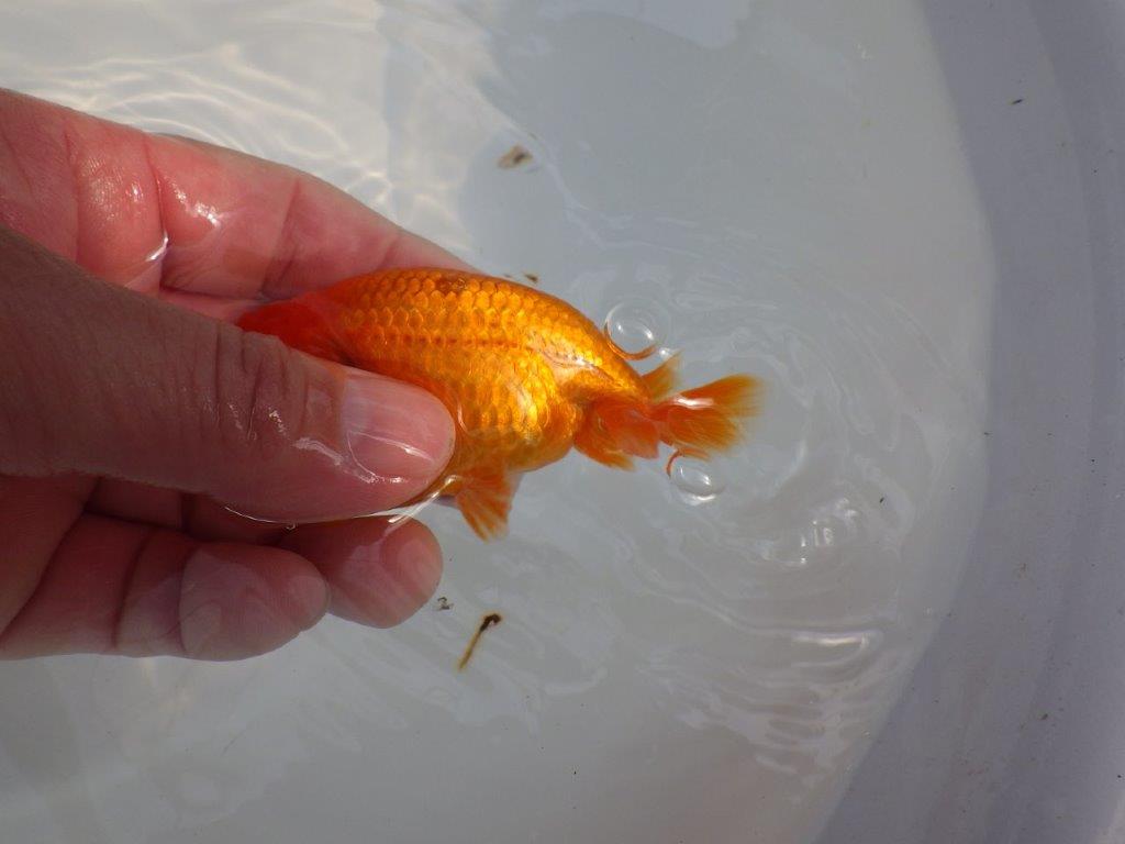 背なりも綺麗、尾型も良いらんちゅう　明け二歳魚　 　約10ｃｍ　オス【管理魚】