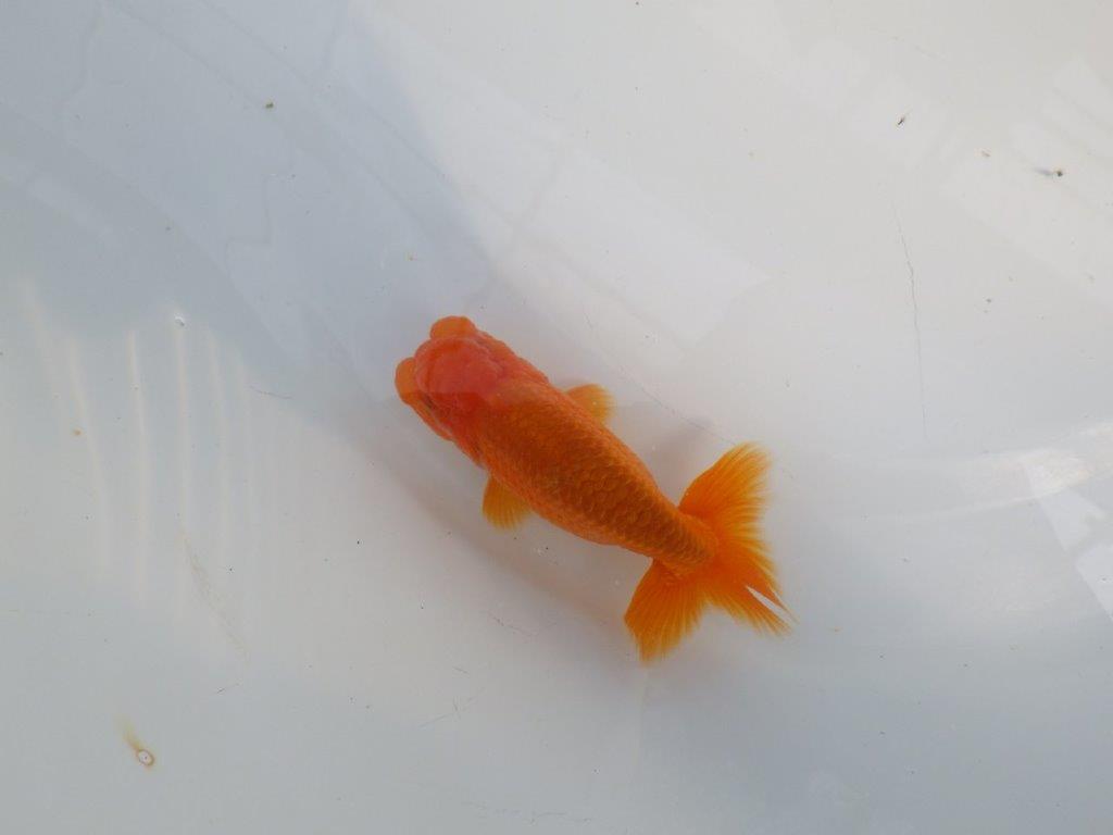 背なりも綺麗、尾型も良いらんちゅう　明け二歳魚　 　約10ｃｍ　オス【管理魚】