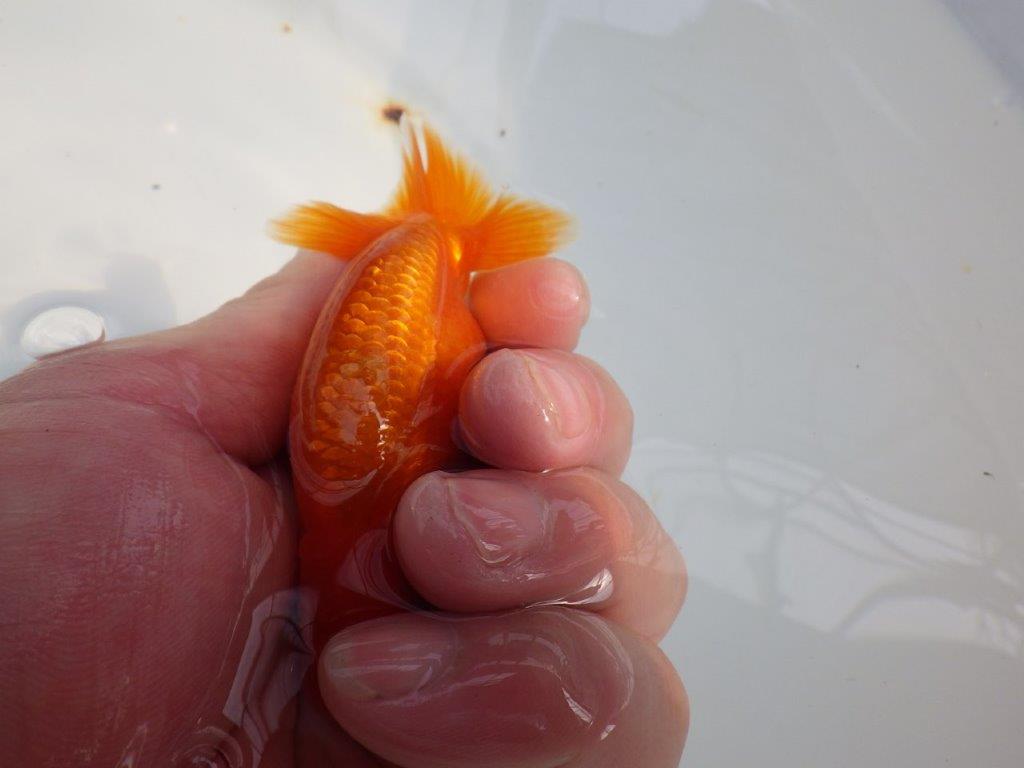 背なりも綺麗、尾型も良いらんちゅう　明け二歳魚　 　約10ｃｍ　オス【管理魚】