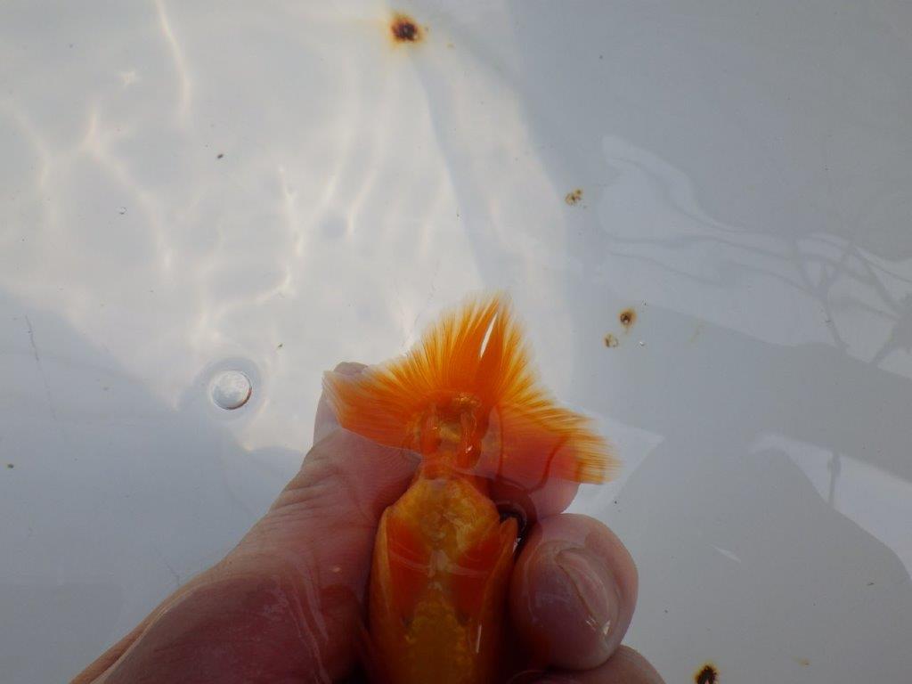 背なりも綺麗、尾型も良いらんちゅう　明け二歳魚　 　約10ｃｍ　オス【管理魚】
