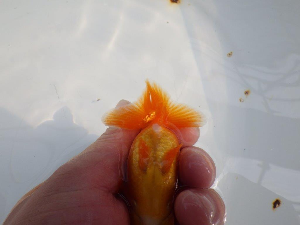 雰囲気が良い今後に期待のらんちゅう　明け二歳魚　 　約9,5ｃｍ　メス【管理魚】