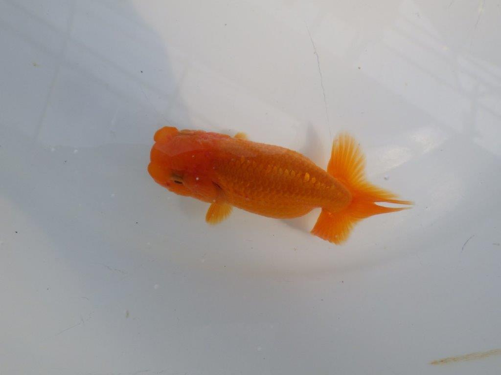 雰囲気が良い今後に期待のらんちゅう　明け二歳魚　 　約9,5ｃｍ　メス【管理魚】