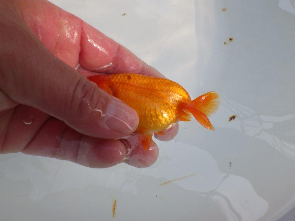 雰囲気が良い今後に期待のらんちゅう　明け二歳魚　 　約9,5ｃｍ　メス【管理魚】