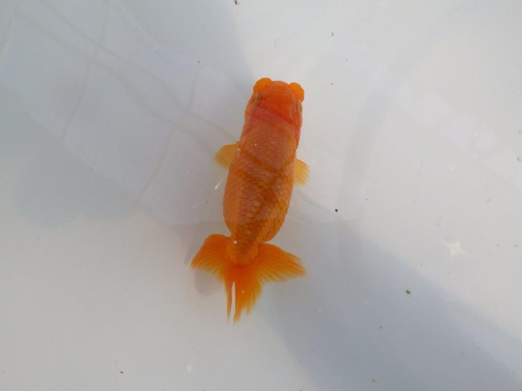 雰囲気が良い今後に期待のらんちゅう　明け二歳魚　 　約9,5ｃｍ　メス【管理魚】