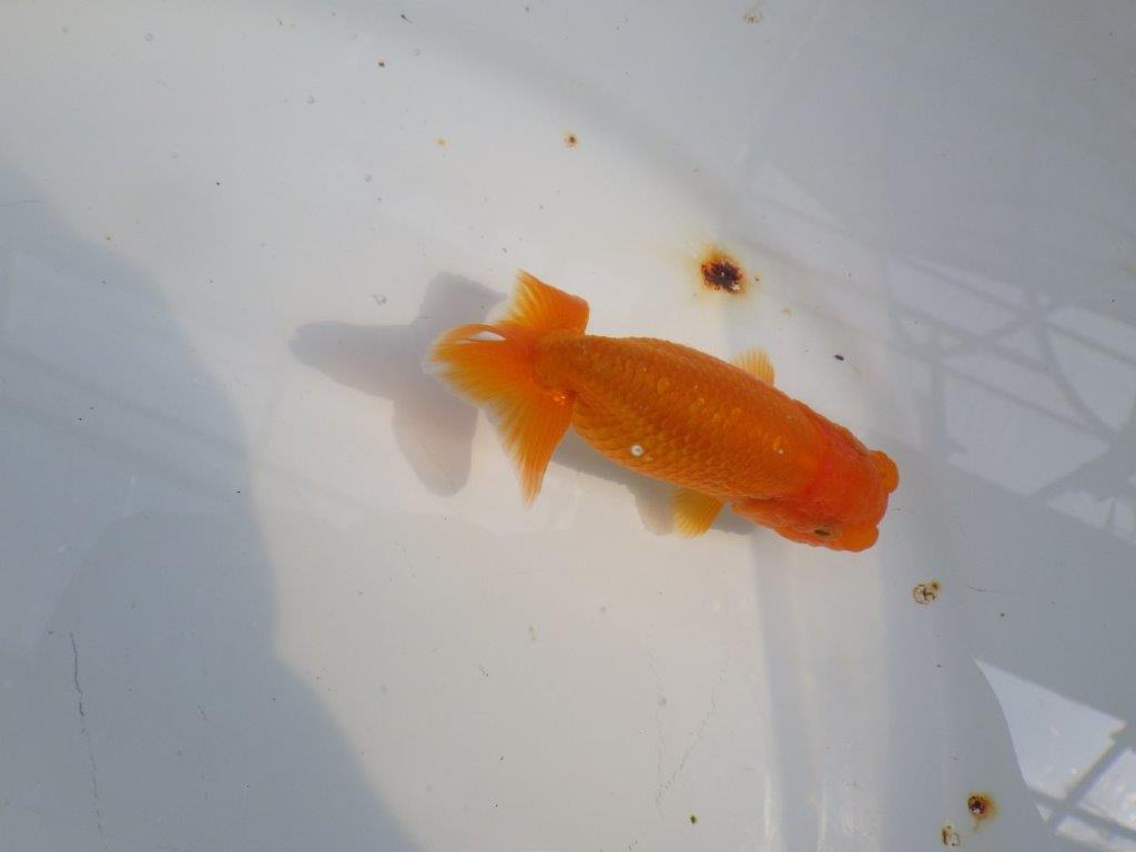 雰囲気が良い今後に期待のらんちゅう　明け二歳魚　 　約9,5ｃｍ　メス【管理魚】