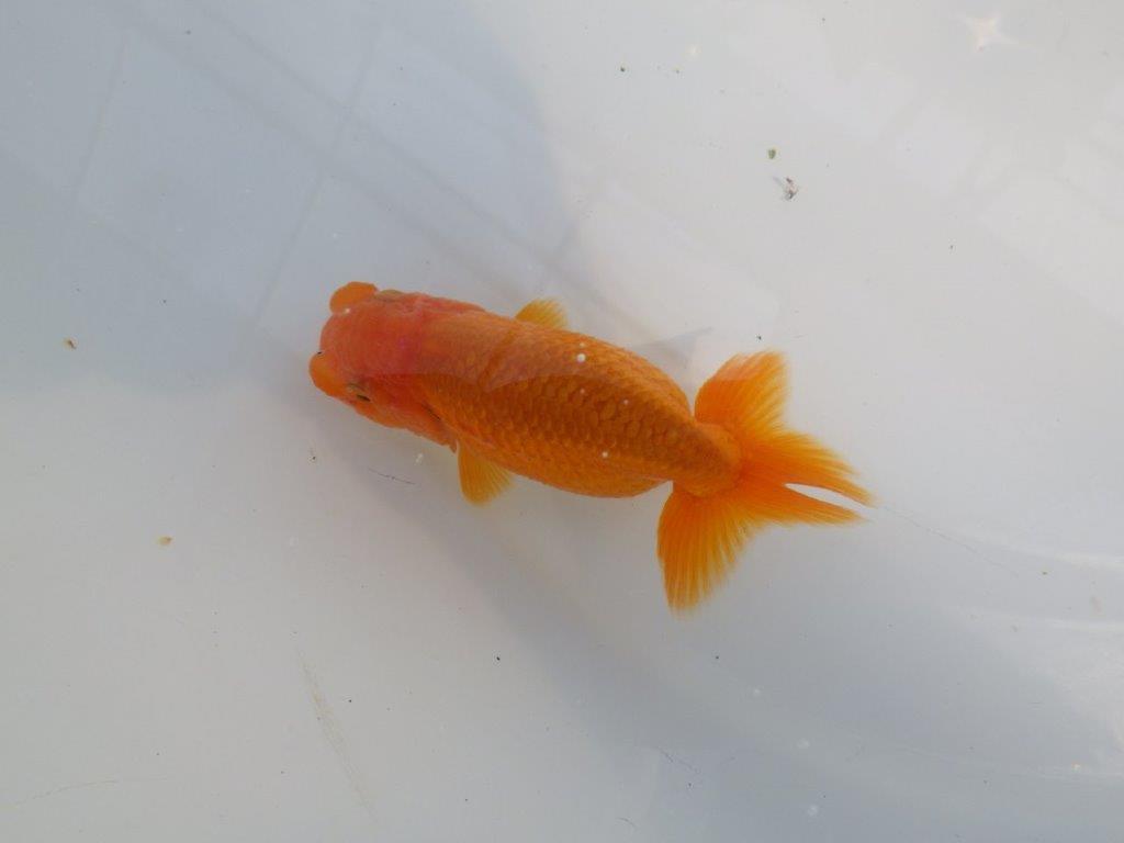 雰囲気が良い今後に期待のらんちゅう　明け二歳魚　 　約9,5ｃｍ　メス【管理魚】の上身