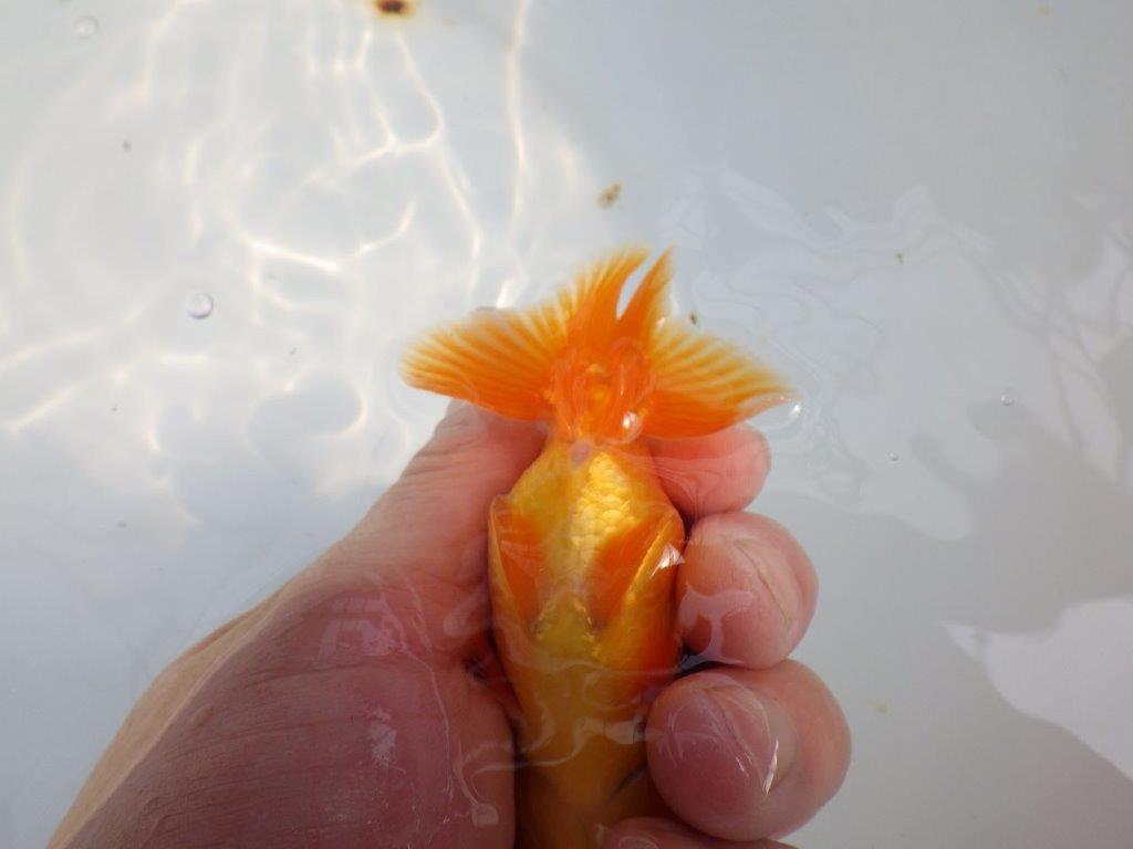 尾の雰囲気、頭が良く種にもお勧めのらんちゅう　明け二歳魚　 　約10ｃｍ　オス【管理魚】