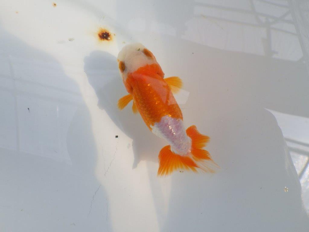 尾張りも良く柄も綺麗な更紗らんちゅう　明け二歳魚　 　約10,5ｃｍ　オス【管理魚】の上身