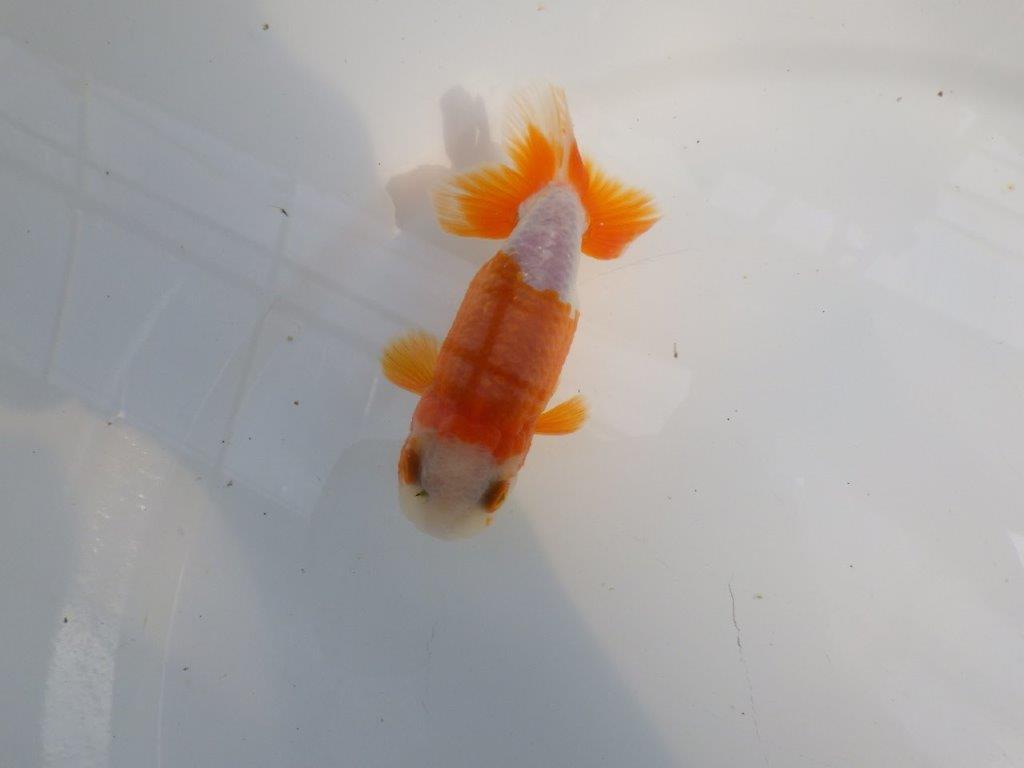 尾張りも良く柄も綺麗な更紗らんちゅう　明け二歳魚　 　約10,5ｃｍ　オス【管理魚】