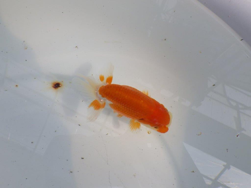 フンタンの発育も良い更紗らんちゅう　明け二歳魚　 　約11ｃｍ　メス【管理魚】