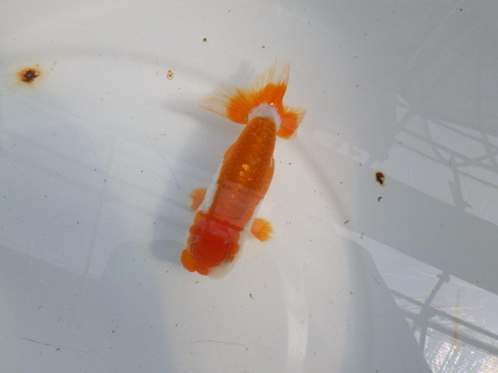 綺麗な柄の更紗らんちゅう　明け二歳魚　 　約12ｃｍ　オス【管理魚】の上身