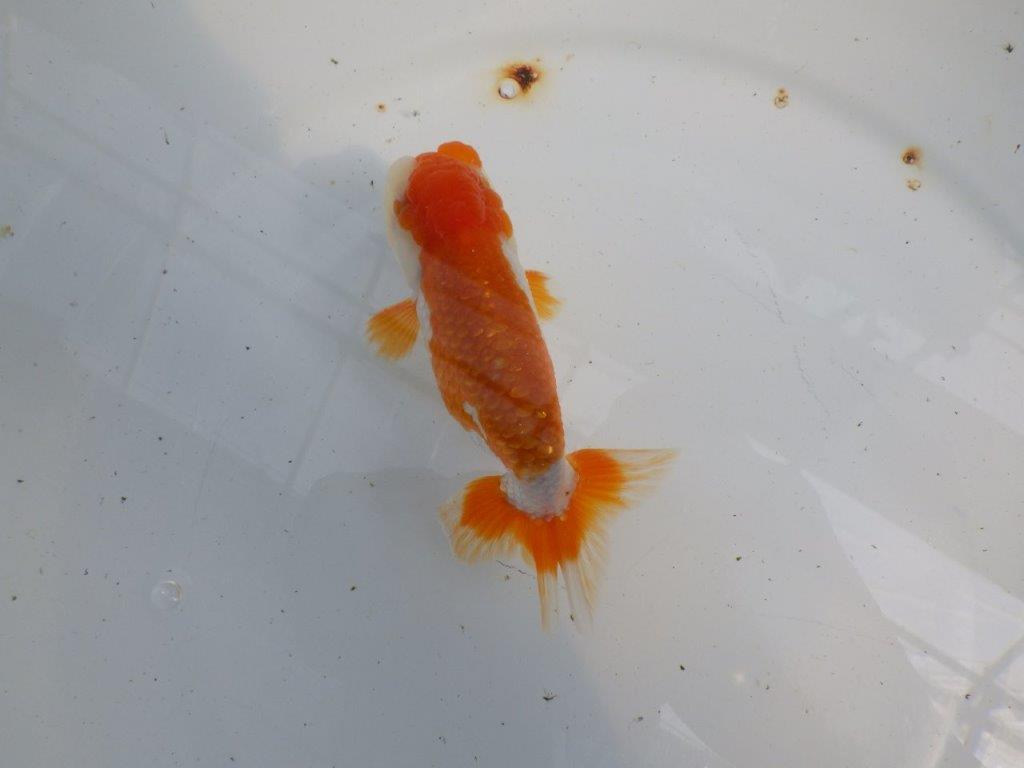 綺麗な柄の更紗らんちゅう　明け二歳魚　 　約12ｃｍ　オス【管理魚】