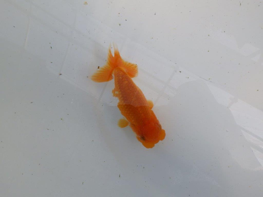 頭、尾の雰囲気が良い更紗らんちゅう　明け二歳魚　 　約12ｃｍ　メス【管理魚】