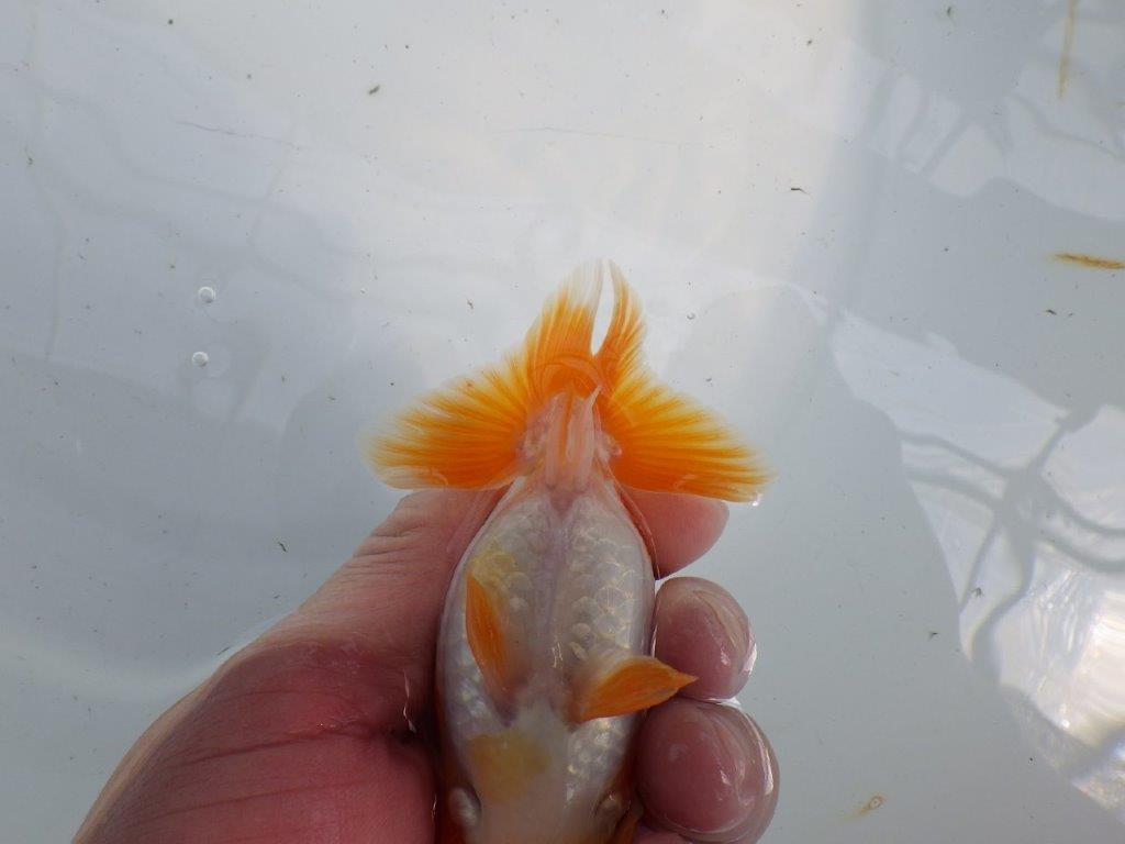 頭、尾の雰囲気が良い更紗らんちゅう　明け二歳魚　 　約12ｃｍ　メス【管理魚】