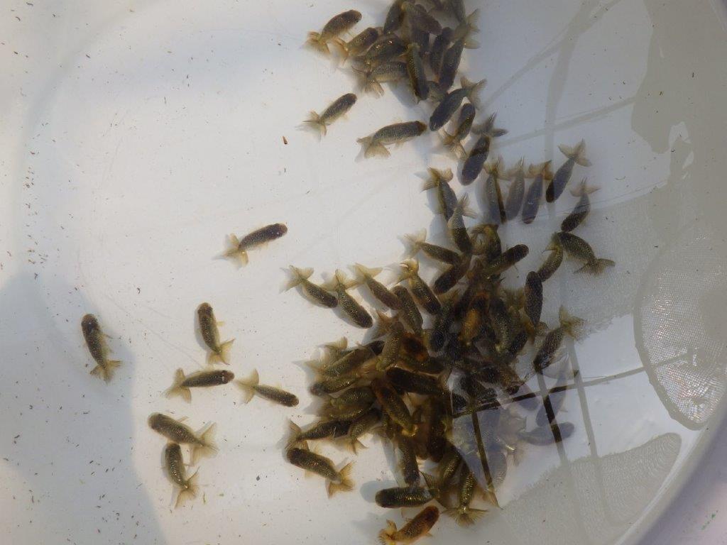 【愛知Ｍ様第弐弾】４月２８日入荷魚の中からワンランク上のトラ禿＆黒仔＆色変わり　３尾セット約4~5㎝限定１セットの上身