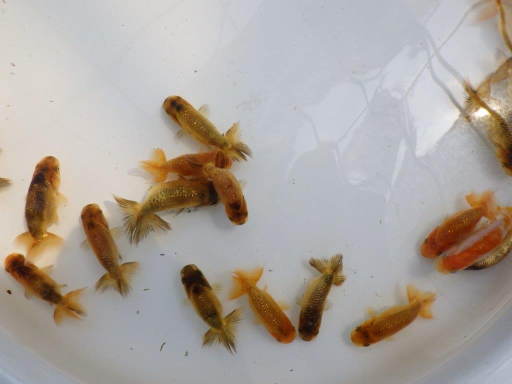 【愛知Ｍ様第弐弾】４月２８日入荷魚の中からワンランク上のトラ禿＆黒仔＆色変わり３尾セット約4~5㎝限定１セットの上身