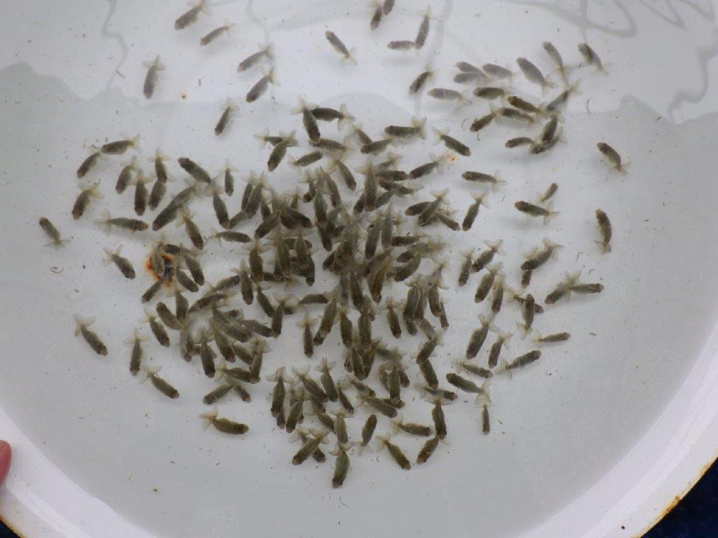 【激レア　森相様の系統魚　青仔　】B　１０尾セットの上身