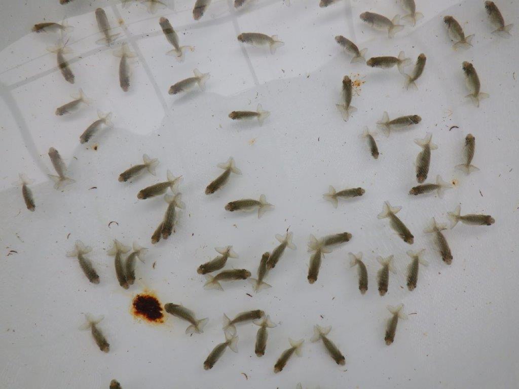 【激レア　森相様の系統魚　青仔　】A　１０尾セットの上身
