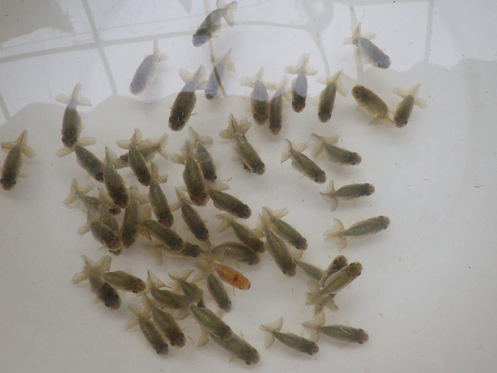【激レア　森相様の系統魚　黒仔　】中サイズB　５尾セット　完売