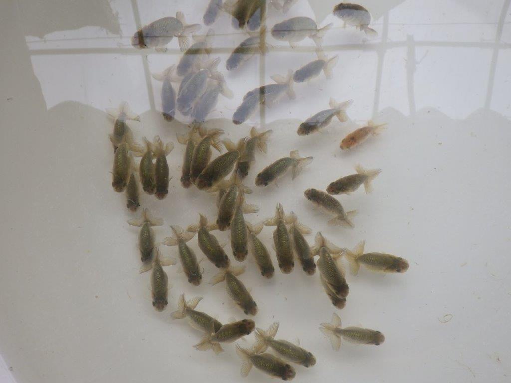 【激レア　森相様の系統魚　黒仔　】中サイズB　５尾セット　完売