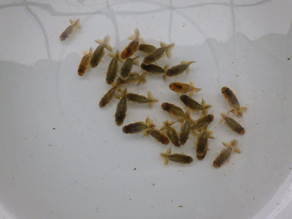 【激レア　森相様の系統魚　黒仔＆トラ禿　】大サイズA　３尾セット　限定１セットの上身