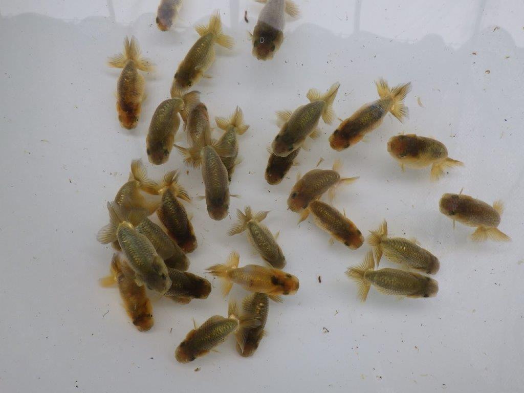 【激レア　森相様の系統魚　黒仔＆トラ禿　】大サイズA　３尾セット　限定１セット