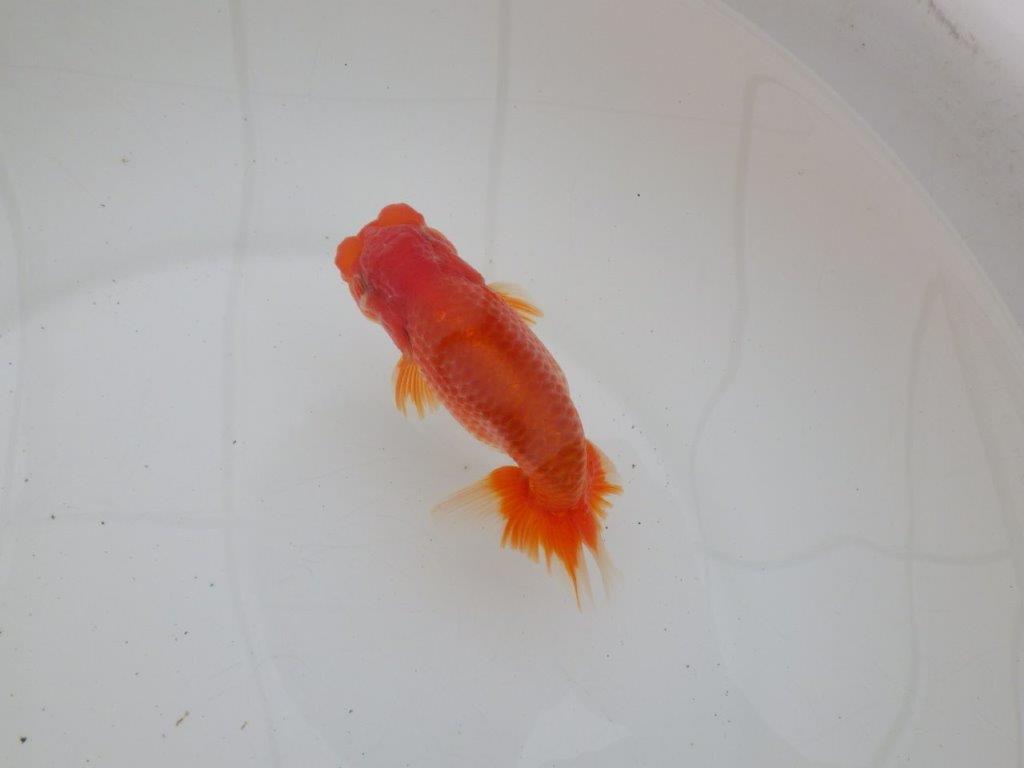 【ゴールデンウィーク期間限定セール】背なりの綺麗な明け弐歳らんちゅう約13㎝オス？