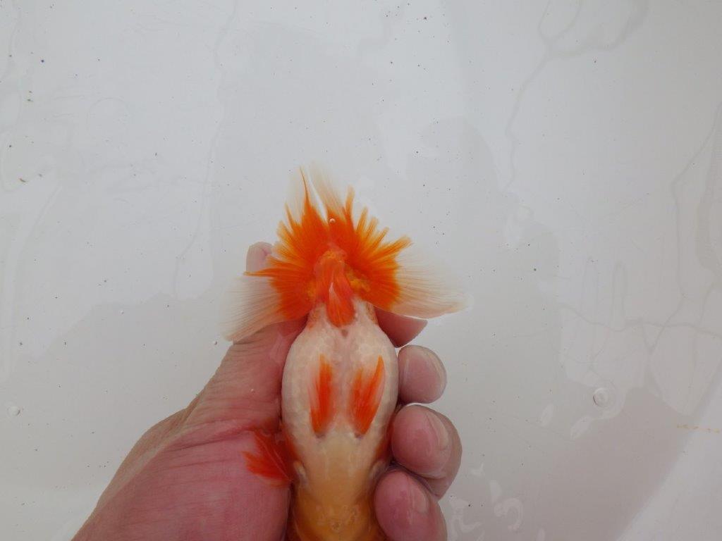 【ゴールデンウィーク期間限定セール】背なりの綺麗な明け弐歳らんちゅう約13㎝オス？