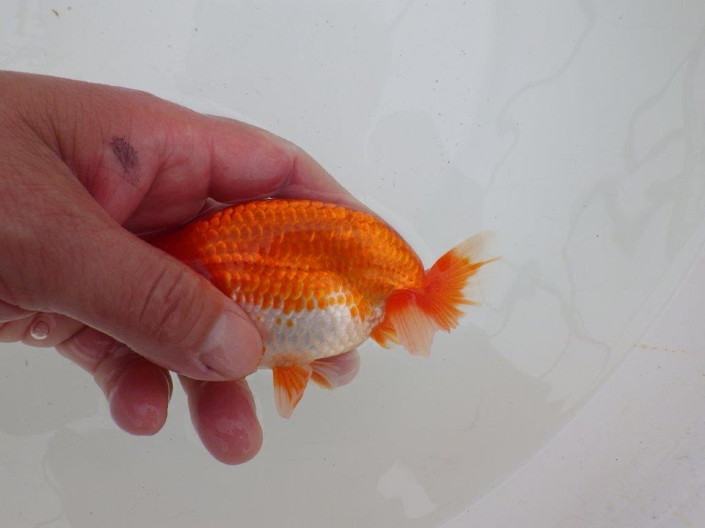 【ゴールデンウィーク期間限定セール】背なりの綺麗な明け弐歳らんちゅう約13㎝オス？