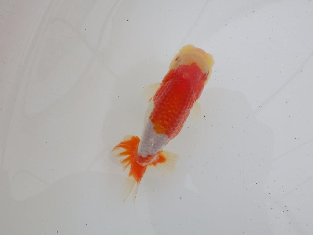 【ゴールデンウィーク期間限定セール】動画は後ほど　明け弐歳らんちゅう約12㎝オス？