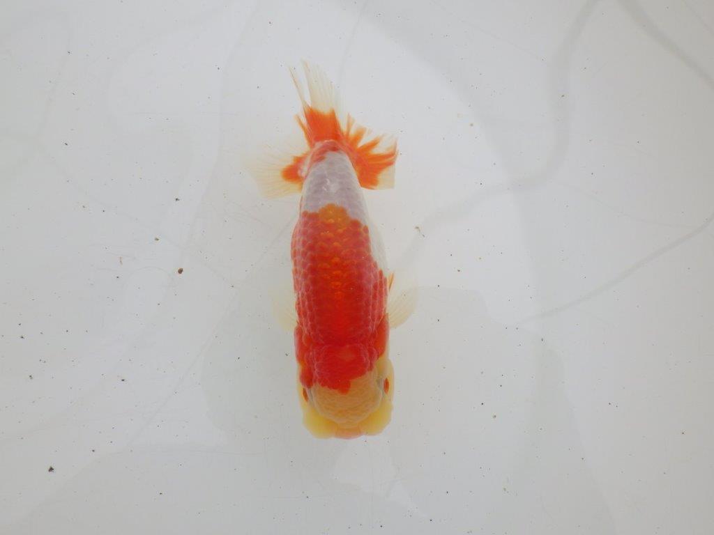 【ゴールデンウィーク期間限定セール】動画は後ほど　明け弐歳らんちゅう約12㎝オス？