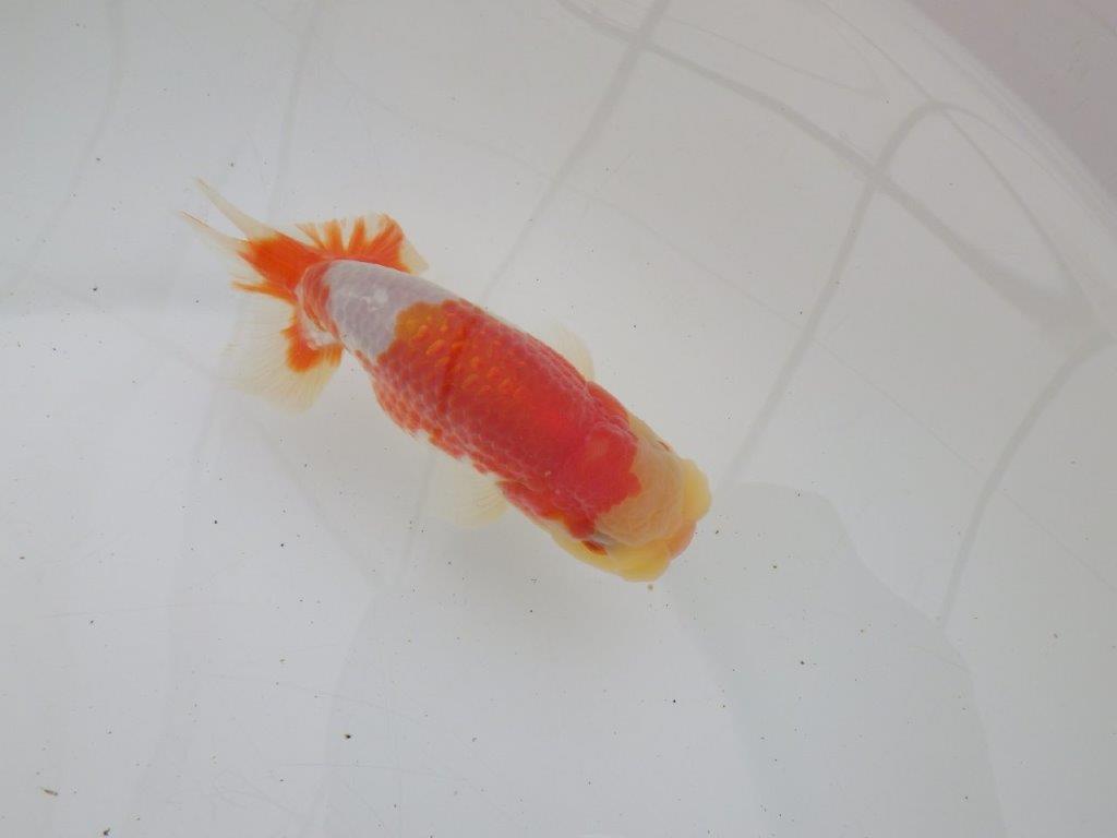 【ゴールデンウィーク期間限定セール】動画は後ほど　明け弐歳らんちゅう約12㎝オス？