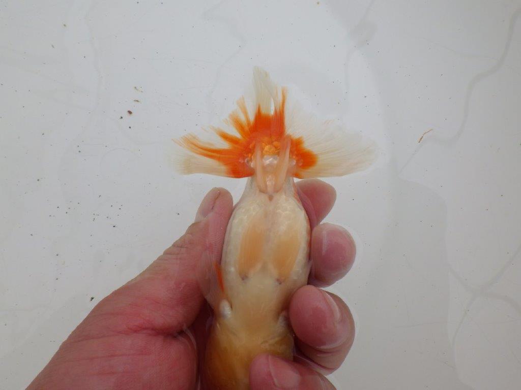 【ゴールデンウィーク期間限定セール】動画は後ほど　明け弐歳らんちゅう約12㎝オス？