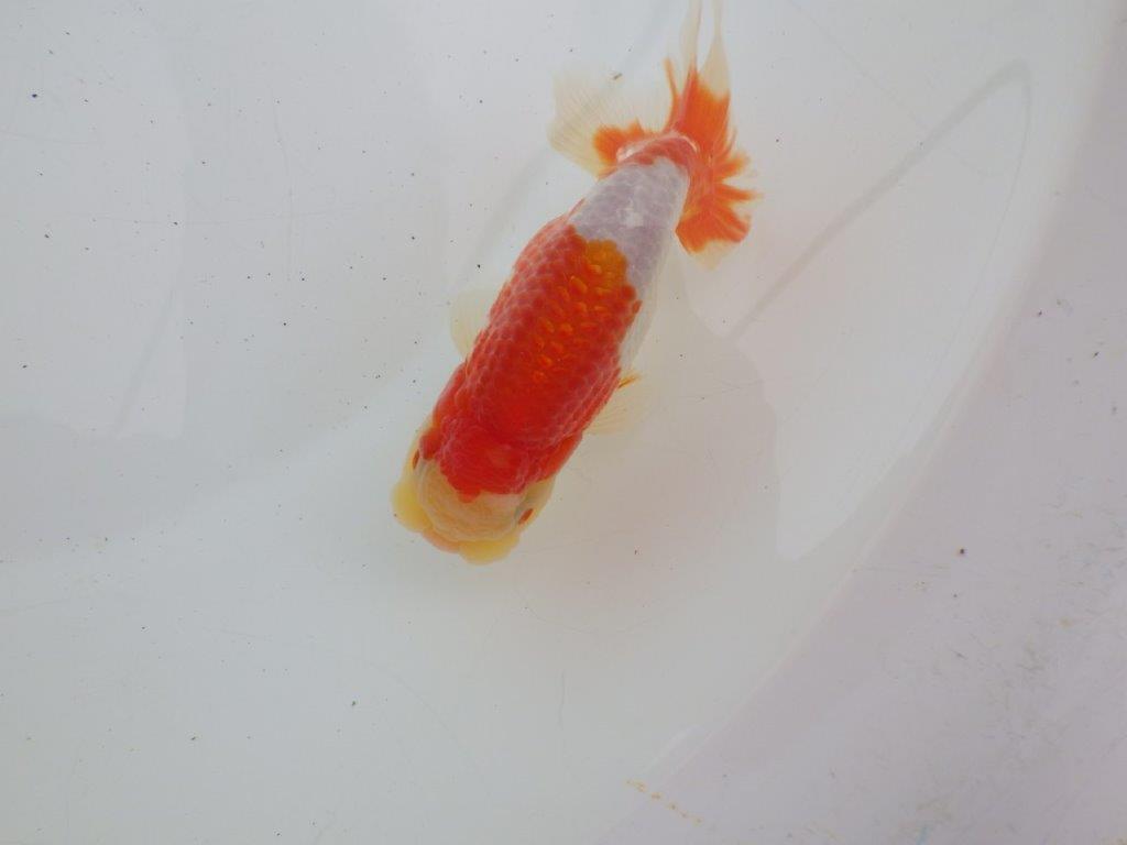 【ゴールデンウィーク期間限定セール】動画は後ほど　明け弐歳らんちゅう約12㎝オス？