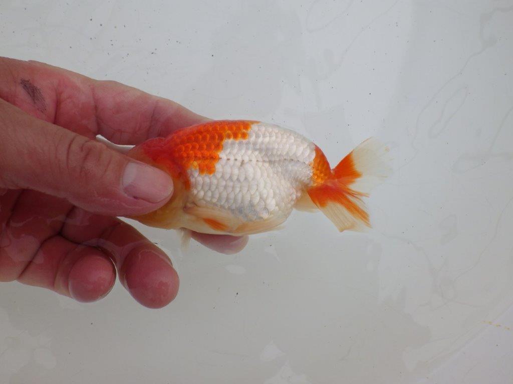 【ゴールデンウィーク期間限定セール】動画は後ほど　明け弐歳らんちゅう約12㎝オス？