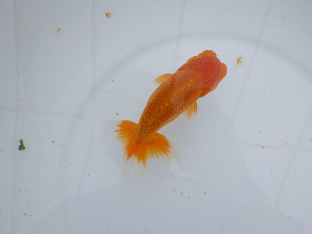 【ゴールデンウィーク期間限定セール】尾張りも背も良い明け弐歳らんちゅう約13㎝オス？