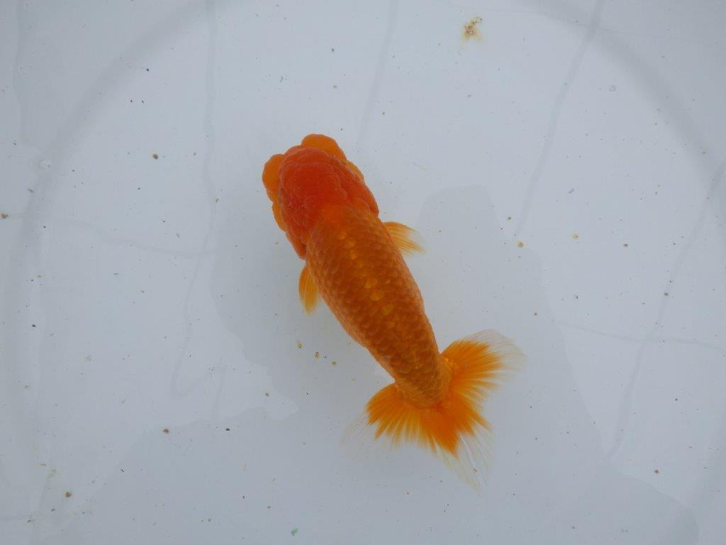 【ゴールデンウィーク期間限定セール】尾張りも背も良い明け弐歳らんちゅう約13㎝オス？の上身