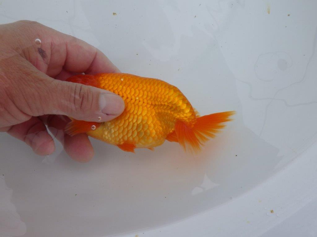 【ゴールデンウィーク期間限定セール】素晴らしい尾の雰囲気　明け弐歳らんちゅう約14㎝オス？