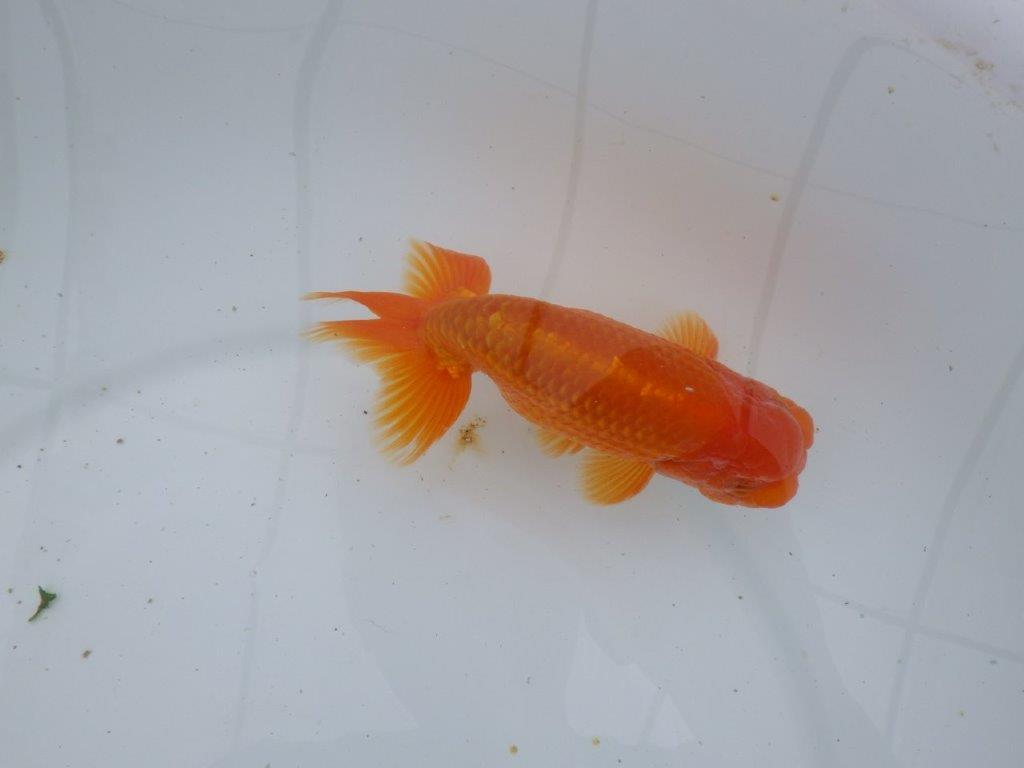 【ゴールデンウィーク期間限定セール】素晴らしい尾の雰囲気　明け弐歳らんちゅう約14㎝オス？
