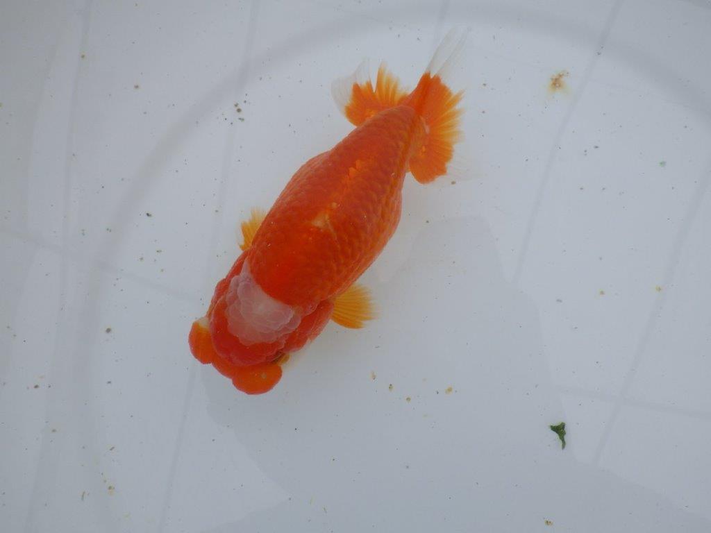 【ゴールデンウィーク期間限定セール】素晴らしいフンタンの明け弐歳らんちゅう約14,5㎝メス？の上身