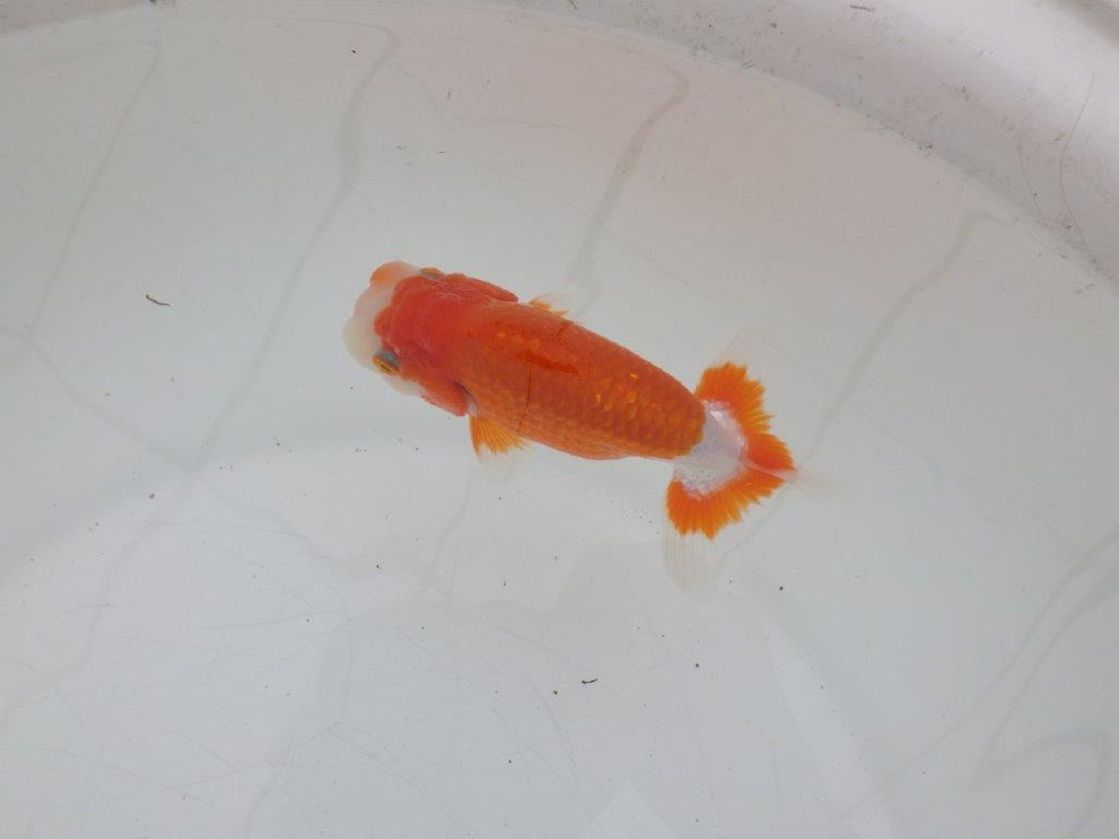 【ゴールデンウィーク期間限定セール】色艶の良い明け弐歳らんちゅう約11,5㎝オス？