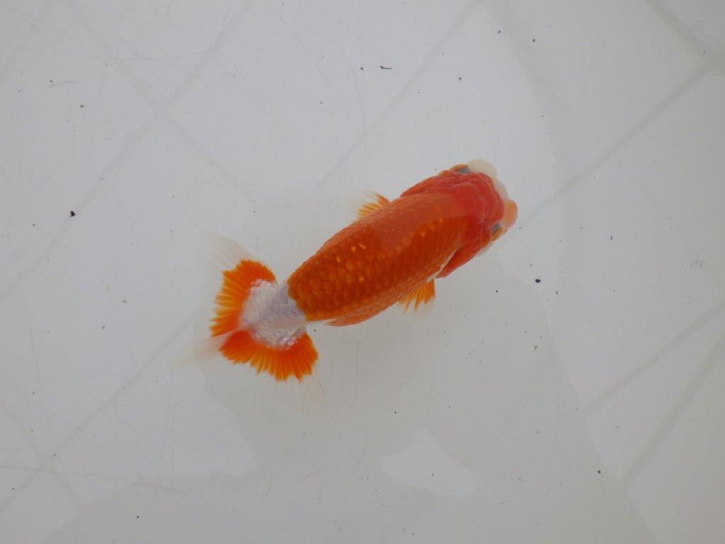 【ゴールデンウィーク期間限定セール】色艶の良い明け弐歳らんちゅう約11,5㎝オス？